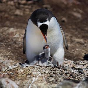 PENGUINS IN AITCHO ISLAND ANTARCTICA - 10
