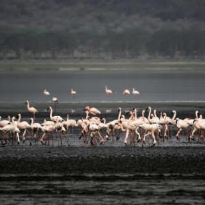 NAKURU GÖLÜNDE FLAMİNGOLAR KENYA - 2